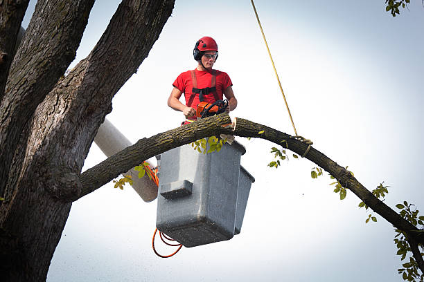 Best Hazardous Tree Removal  in Gerdine, AL