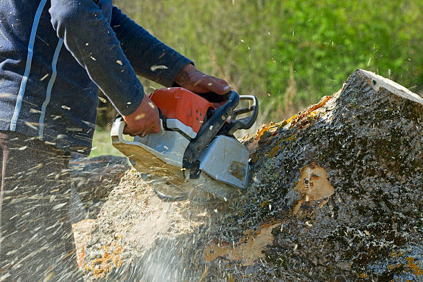 Best Tree Preservation Services  in Gerdine, AL